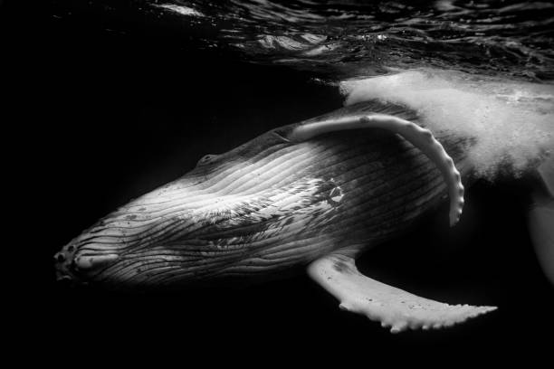 Close up of playful juvenile Humpback whale calf in black and white Close up of playful juvenile Humpback whale calf in black and white humpback whale photos stock pictures, royalty-free photos & images
