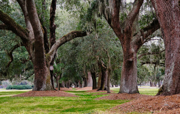 istock Line of Old Oaks 1301666429