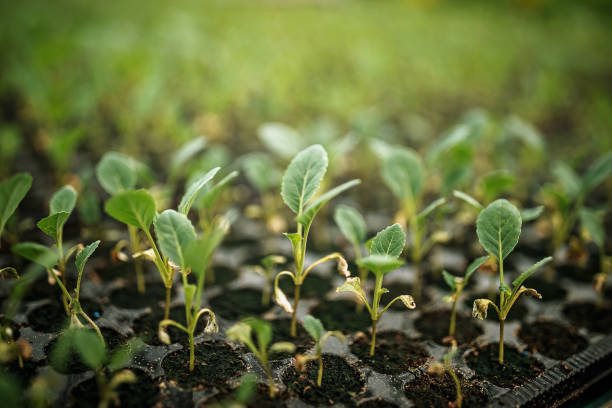 istock Harvest time on a farm 1301666439