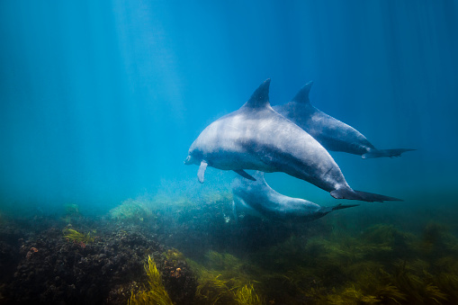Family of dolphins swimming along sea floor in bright blue ocean