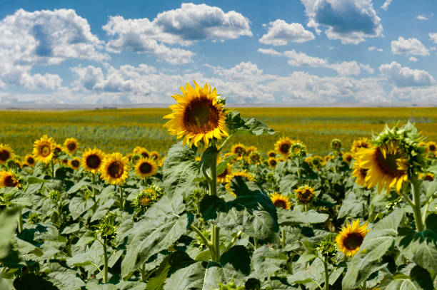 Sunflower field in South Dakota, USA. stock photo