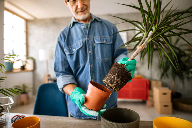 istock Senior man transplanting houseplants 1301667331