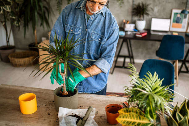 istock Senior man using compost for replanting houseplant 1301667391