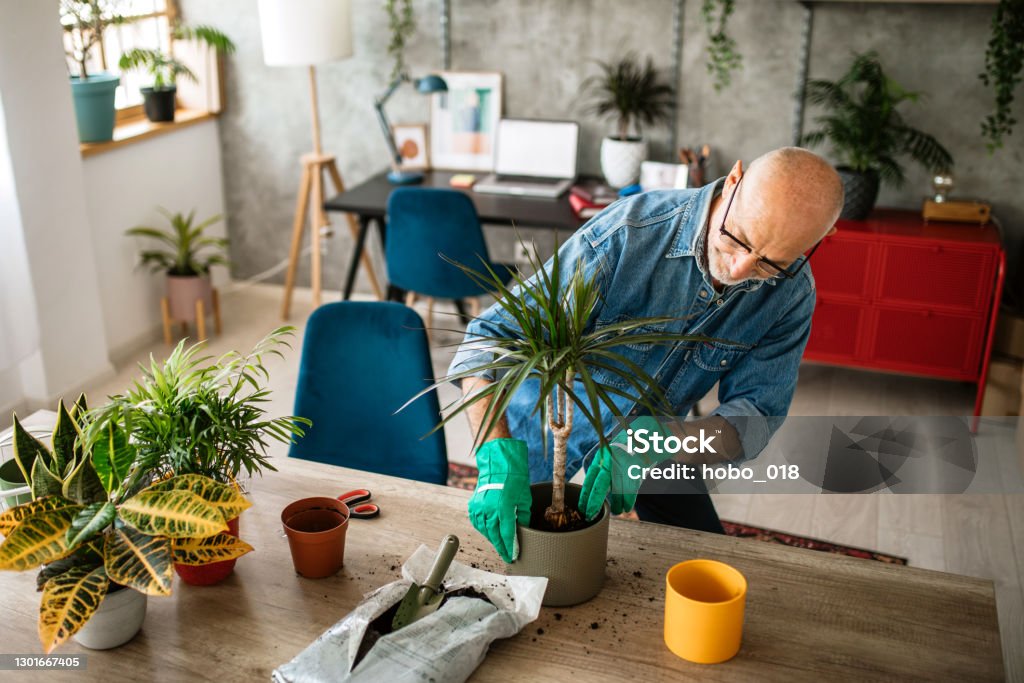 Senior man using compost for replanting houseplant Retired Senior Man Taking a Care of Plants at home. Transplanting Houseplants in to new Pots Working At Home Stock Photo
