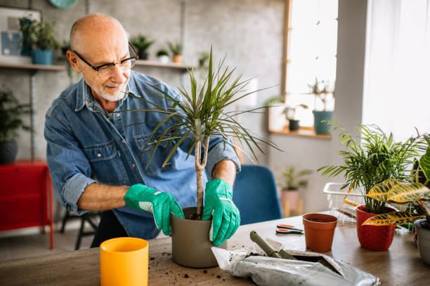 istock Day for taking care of houseplants 1301667411