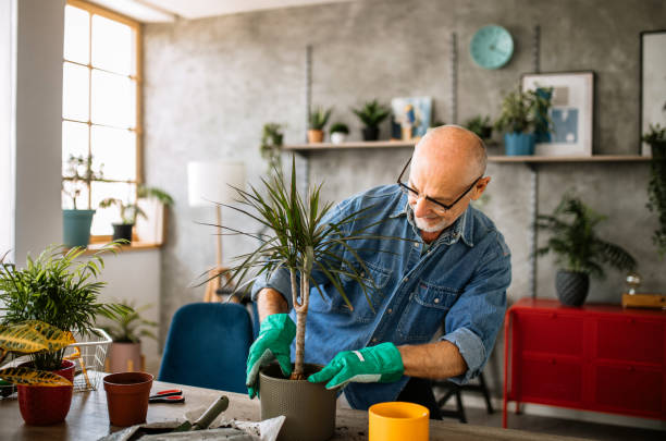 istock Day for taking care of houseplants 1301667426