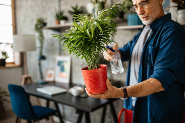 istock Happy senior man growing healthy houseplants 1301667497