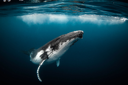 Ballena jorobada juguetona nadando en el océano azul claro photo