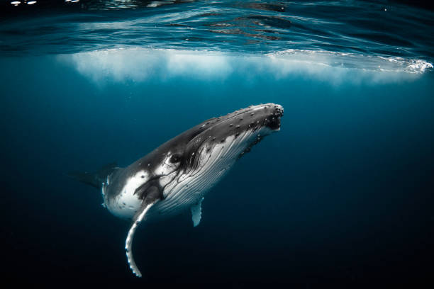 Humpback whale playfully swimming in clear blue ocean Humpback whale playfully swimming in clear blue ocean while blowing bubblesHumpback whale playfully swimming in clear blue ocean deep stock pictures, royalty-free photos & images