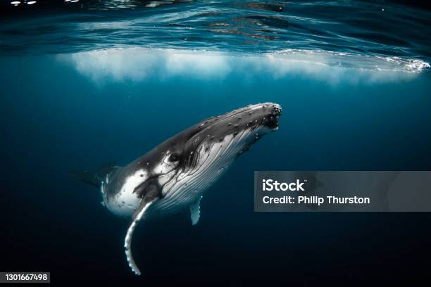 Humpback Whale Playfully Swimming In Clear Blue Ocean Stock Photo - Download Image Now