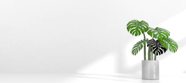 istock Monstera Plant in Pot with Copyspace, Isolated 1301667537