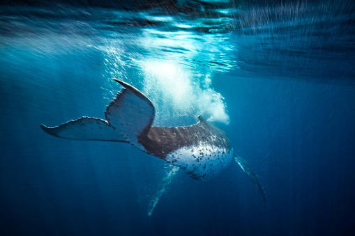 Humpback whale blowing bubbles and swimming away motion blur
