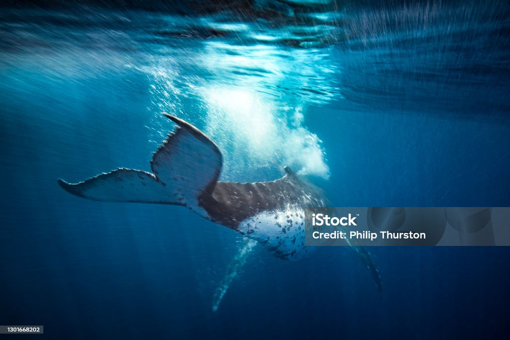 Humpback whale blowing bubbles and swimming away motion blur Whale Stock Photo
