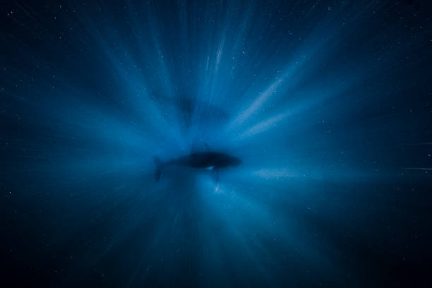 Humpback whale mother and calf resting below in in light rays