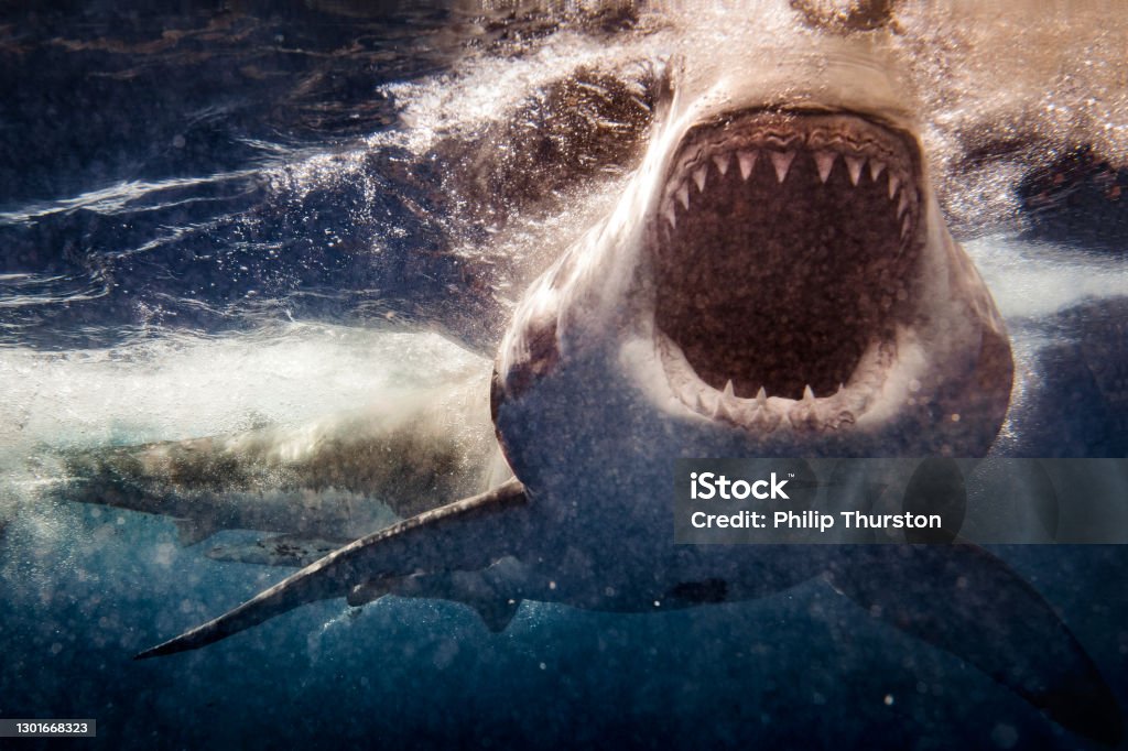 Extreme close up of Great White Shark attack with blood Shark Stock Photo