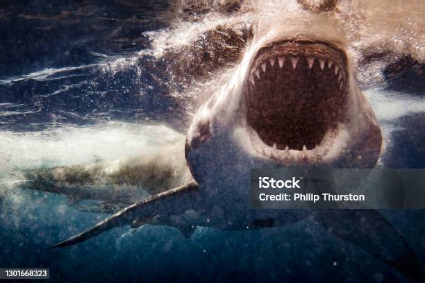 Extreme Close Up Of Great White Shark Attack With Blood Stock Photo - Download Image Now