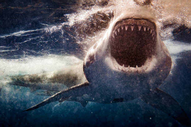 extreme close up of great white shark attack with blood - below the surface imagens e fotografias de stock