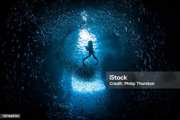 Free Diver Swimming Through Large School Of Bait Fish In Bright Light Stock Photo - Download Image Now