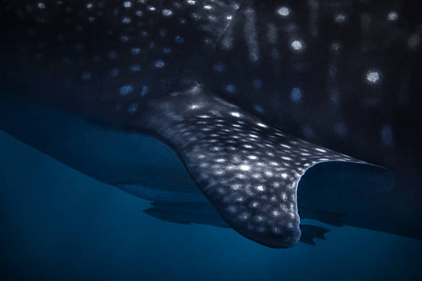 Close up of Whale Shark textures on pectoral fin