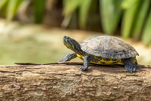 Photo of Tiger tortoise sunbathing on tree trunk in the lake.