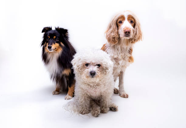 Three dogs. one shetland sheepdog and the one to the right  50%  English Cocker and 50% Spaniel Nova Scotica Duck Tolling Retriever, the one at bottom is a Bichon Frise´, black and white processed, high key processed