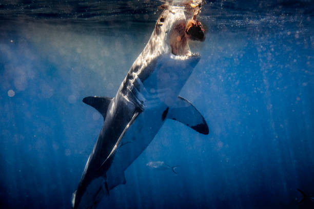 istock Close up Great White Shark mouth open showing teeth attacking or feeding on bait 1301669338