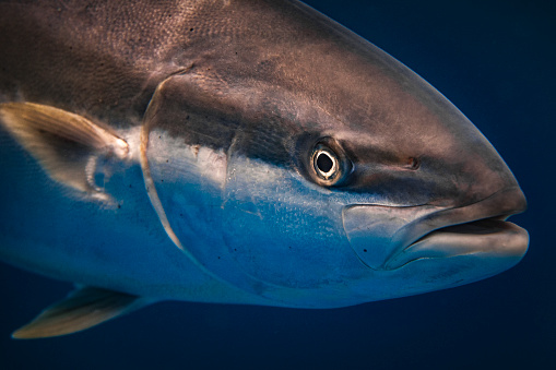 Extreme close up of king fish looking at camera