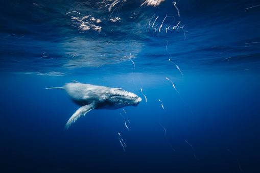 Close up of playful juvenile Humpback whale calf motion blur