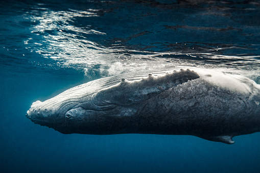 Playful juvenile Humpback whale calf swimming upside down in clear blue ocean below the surface