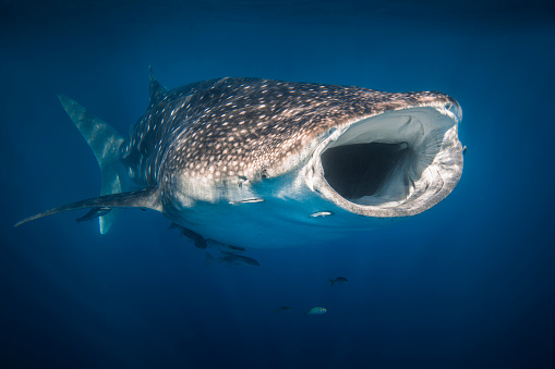 Whale Shark swimming in clear blue ocean with mouth open and remora fish attached to it