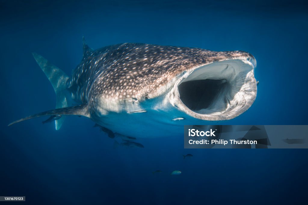 Whale Shark swimming in clear blue ocean with mouth open and remora fish attached to it Whale Shark Stock Photo