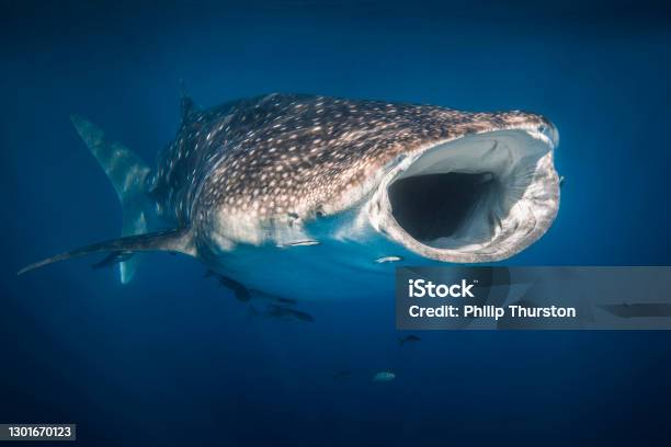 Whale Shark Swimming In Clear Blue Ocean With Mouth Open And Remora Fish Attached To It Stock Photo - Download Image Now