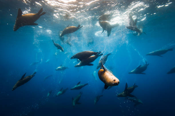 grande gruppo di foche australiane o leoni marini che nuotano attraverso l'oceano limpido - sea lion foto e immagini stock