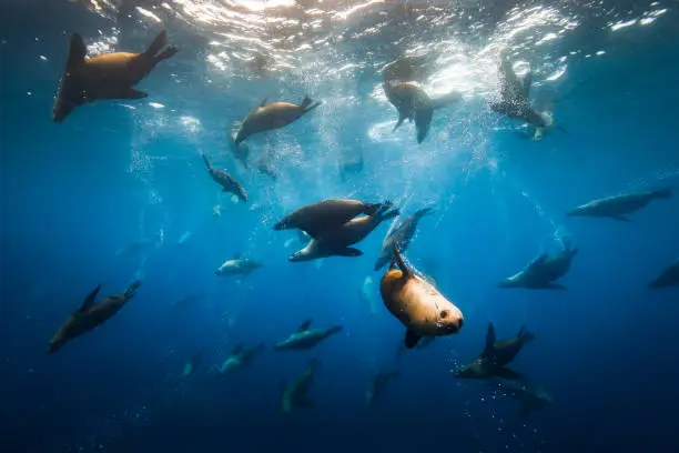 Photo of Large group of Australian fur seals or sea lions swimming through clear ocean