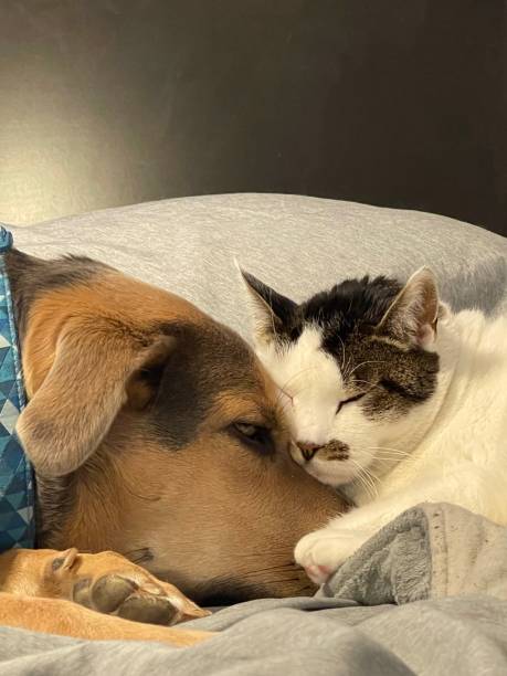 istock Dog and cat snuggle together 1301670283