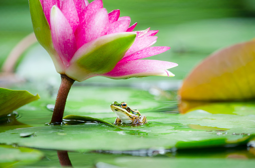 Closed up little frog sitting on green lotus leaf floor in the pond under sweet pink lotus or lily flower in the morning time of rainy day, over blur nature background