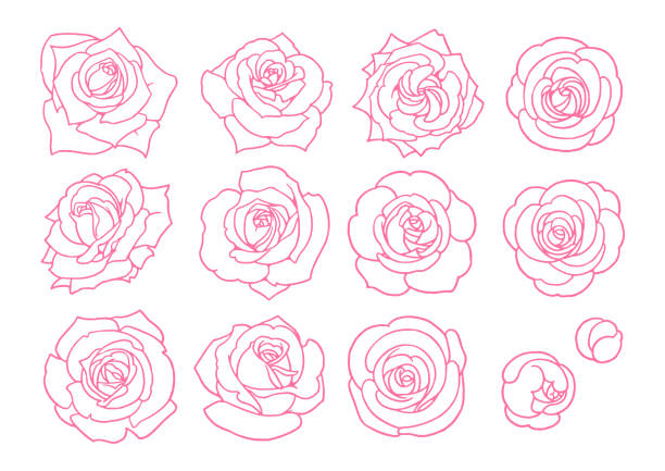 ilustraciones, imágenes clip art, dibujos animados e iconos de stock de [material de ilustración vectorial dibujado a mano] conjunto de arte de la línea de la rosa - rose