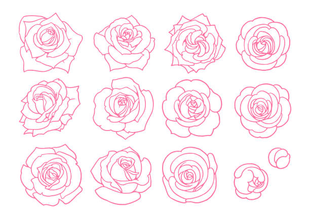 illustrations, cliparts, dessins animés et icônes de [matériel d’illustration vectorielle dessiné à la main] ensemble d’art de ligne de rose - rose fleur