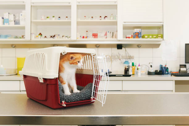 istock Small ginger kitten on examination in veterinary clinic 1301672269