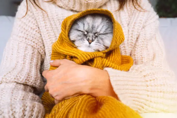 Photo of Woman in cozy sweater holding cute cat in plaid. Cat resting and warming under a soft blanket in cold autumn or winter weather. Cozy warm image