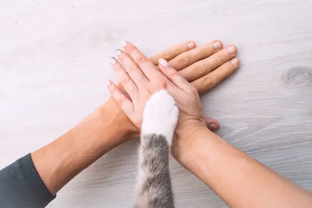 Couple or family hands and cat paw on the top. Human and the animal connection. People and pets friendship, togetherness and trust concept. High quality photo