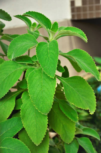 istock Plectranthus barbatus growing in the garden 1301674968