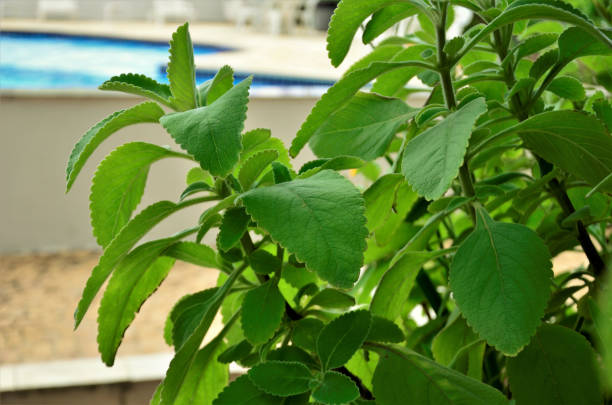 A Plectranthus barbatus growing in the garden A Plectranthus barbatus growing in the condominium garden plectranthus barbatus stock pictures, royalty-free photos & images