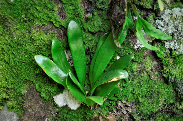istock An epiphyte growing on the trunk 1301677018