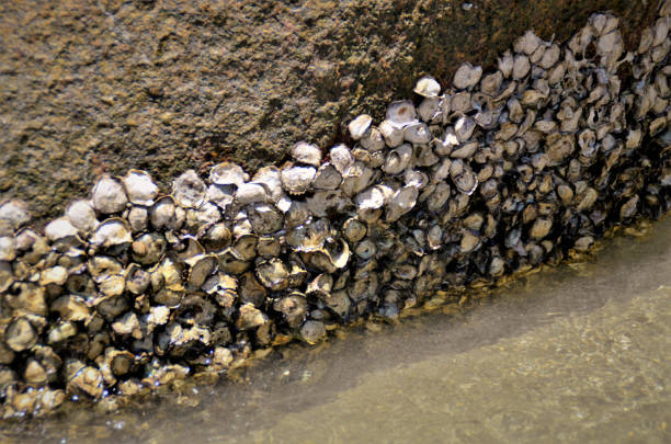 crassostrea gigas crescendo na pedra na praia - crassostrea - fotografias e filmes do acervo