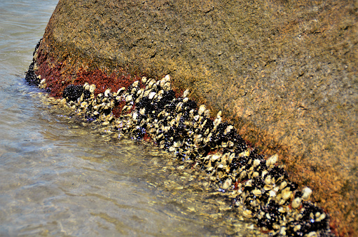 Several Mytilus edulis growing on stone on the beach on the coast