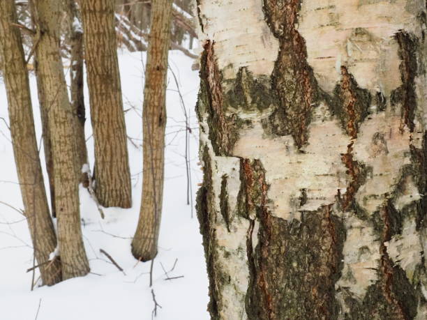 Birch bark close up. Damaged birch bark. Forest protection. In the background forest and snow. Birch bark close up. Damaged birch bark. Forest protection. In the background forest and snow. cambium photos stock pictures, royalty-free photos & images