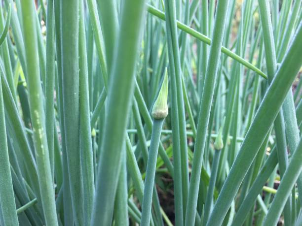 istock Onion flowers in the field 1301677626