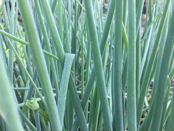istock Onion flowers in the field 1301677635
