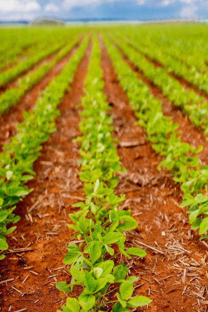 soy plantation, agriculture and development
